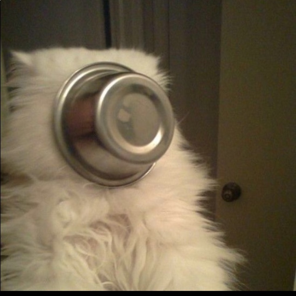 Meet your Posher, Caroline